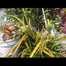 Ananaspflanzen bilden hier auch im Topf wachsend Früchte aus